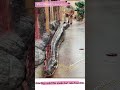 Largest snake in the World😳😳. could this be? #shorts #tiktokviral #snake #python