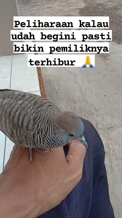 perkutut jinak #perkutut