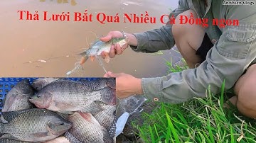 Cá Rô Phi Đồng Chiên Xù - Thả Lưới Bắt Rô Phi Khủng + Chép ( Big Tilapia - Cast A Fishing Net )