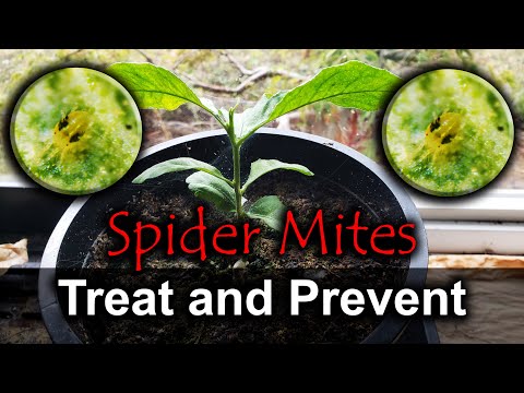 Video: Pinapatay ba ng diatomaceous earth ang mga spider mite?