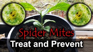 Spider Mites - 4 Ways To Naturally Get Rid Of Them