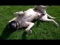 English Mastiff - Carlos - Scratches His Back Against The Lawn