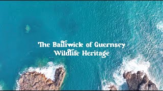 The Bailiwick of Guernsey Wildlife Heritage | Atlantic Bluefin Tuna