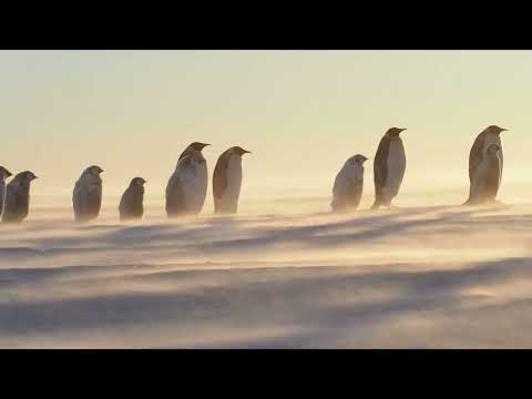 Emperor Penguins