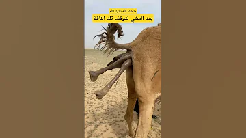 بعد المشي نتوقف تلد الناقة 