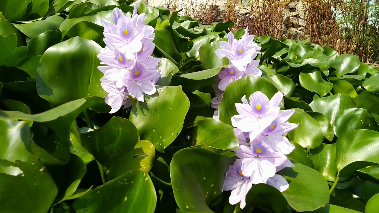 Collecting water hyacinth from near waste water//plant to cover waste