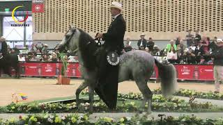 TITO LIBIO DE LA ILUSION, SEGUNDO PUESTO CABALLOS DE 60 A 78 MESES P4 EXPO NACIONAL FEDEQUINAS 2023