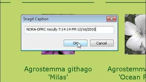 Snagit 9 Create Text Captures