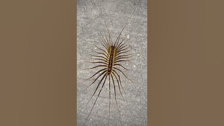 House centipedes 😃☣️⚠️ #animals #centipedes #house #wildlife #food #vlog #nature  #life