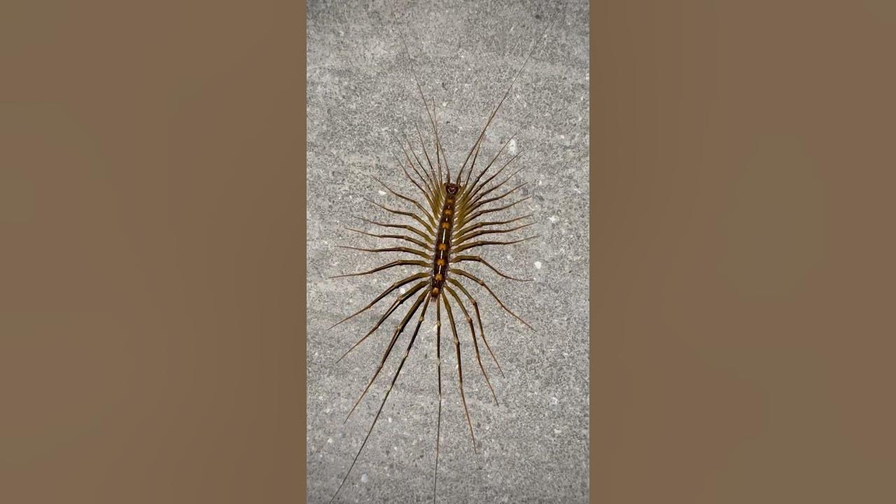 House centipedes 😃☣️⚠️ #animals #centipedes #house #wildlife #food #vlog #nature  #life