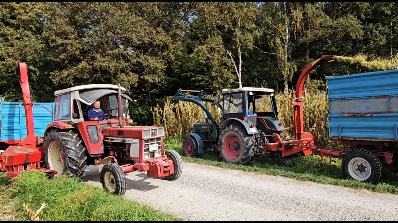 Aulendorf Hela D260 A häckselt Hagelschaden Mais im Team mit IHC 744  und 1 -Reiher PZ + Hela D260 !