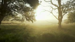 MHT med 002 wood. 3-Hour Forest Bathing: Tranquility & Mindful Escape screenshot 3