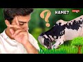 Apnai janwer ka naam kya rakhyn   qurbani vlogs  amaan vlogs