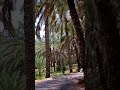 علوه يوداني دانه