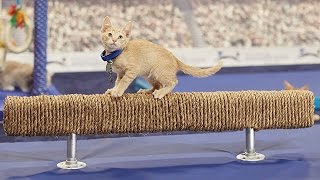 Kitten Summer Games Highlights - Mary Lou Kitten Defies Gravity - Hallmark Channel by Kitten Bowl 2,598 views 7 years ago 1 minute, 17 seconds