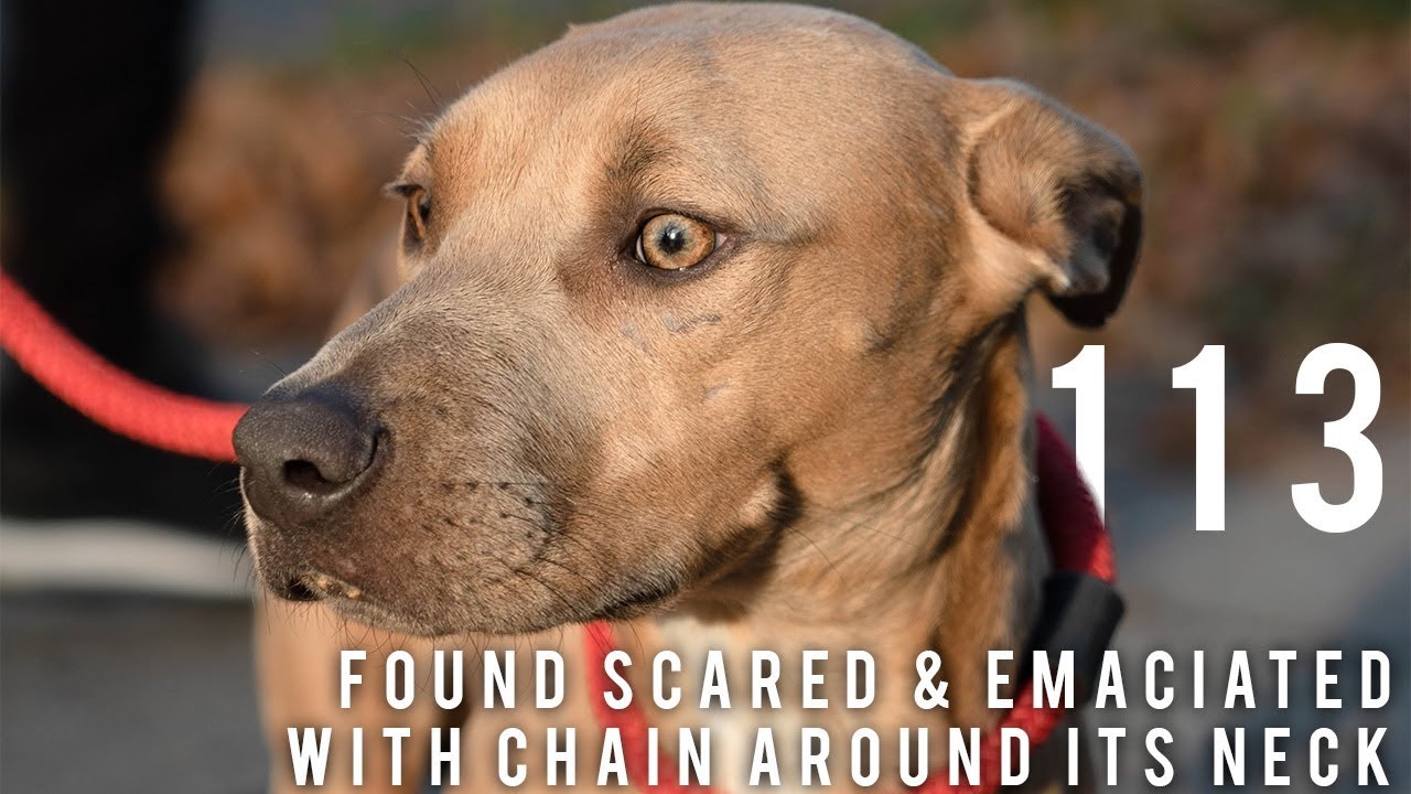 Emaciated Dog Found With Chain Around Neck | New York Bully Crew - YouTube