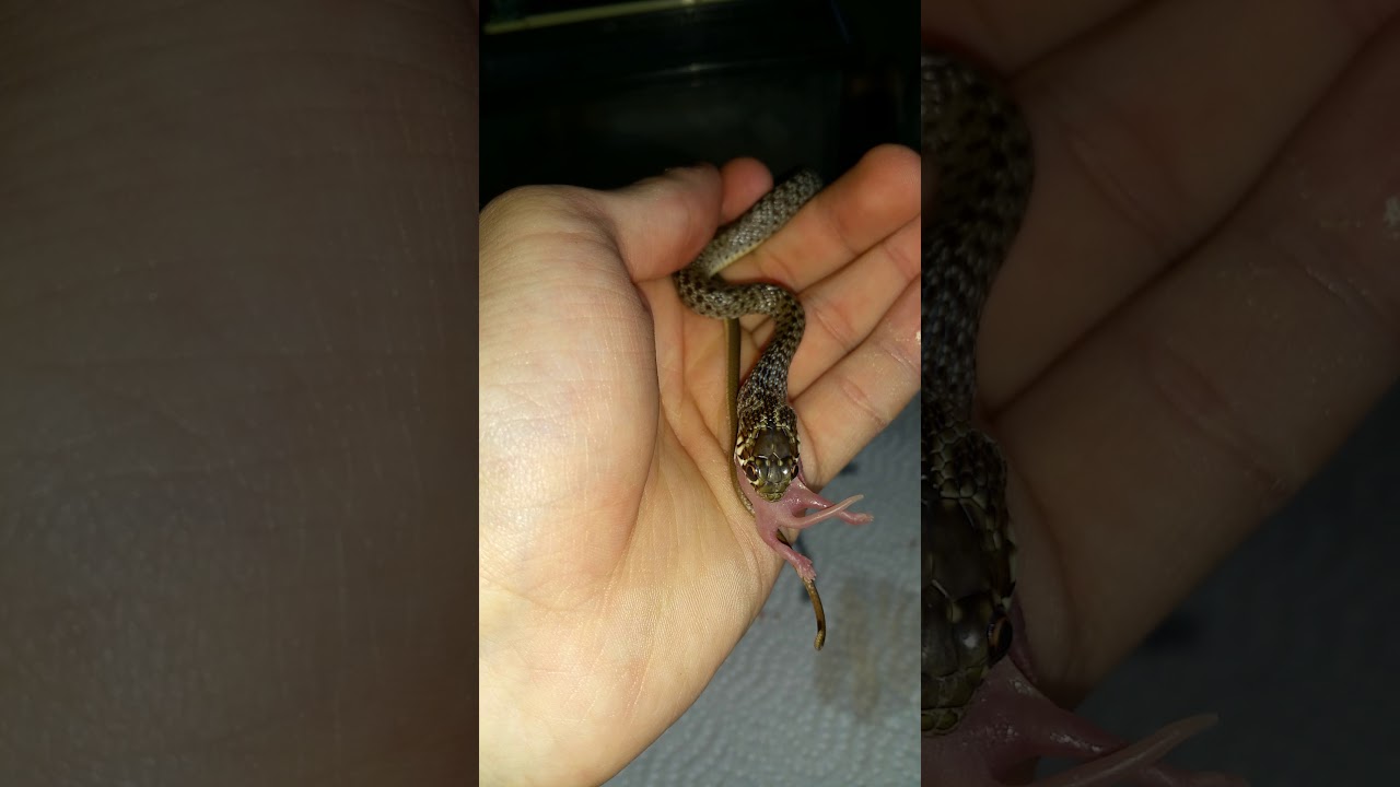 snake oil Balkan Whip Snake Feeding