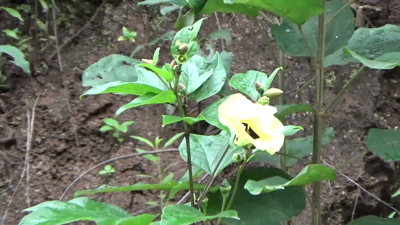 Wild ladies' fingers, Okra or okro known in English speaking countries