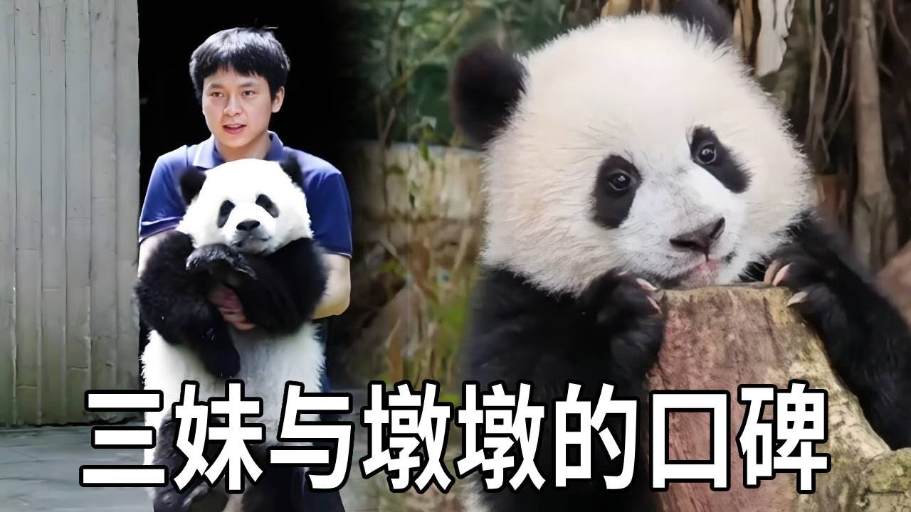 果然谁养的孩子就像谁，三妹不仅长的像墩墩，它的性格也像。祖孙俩在虫洞的口碑出奇的一致【你好大熊猫】