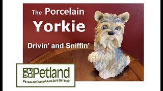 Why Dogs Like to Hang Their Heads out the Car Window from The Porcelain Yorkie by Petland Topeka 30 views 1 year ago 39 seconds