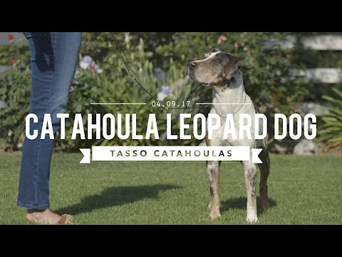 Video: Der Louisiana Catahoula Leopard Dog & seine Gewohnheiten