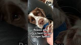 Our Dog’s Life Struggles #dog #springerspaniel #viral #cutepuppy #trending #funny  #doglover
