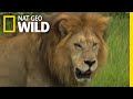 Male Lions vs. Female Lions | Big Cat Week