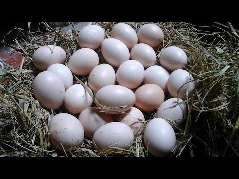 Kinh nghiệm nuôi Gà Ta đẻ nhiều trứng | Foci