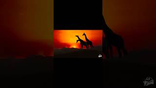 Kabza De Small  Ukuthula Ft Mawhoo   Young Stunna s