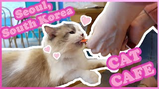 Seoul Rescued Cat Cafe Vlog