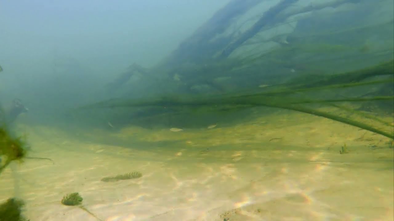 Очарование речной природы: погружение в подводный мир