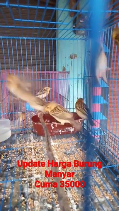 Update Harga Burung Manyar Bahan#shorts