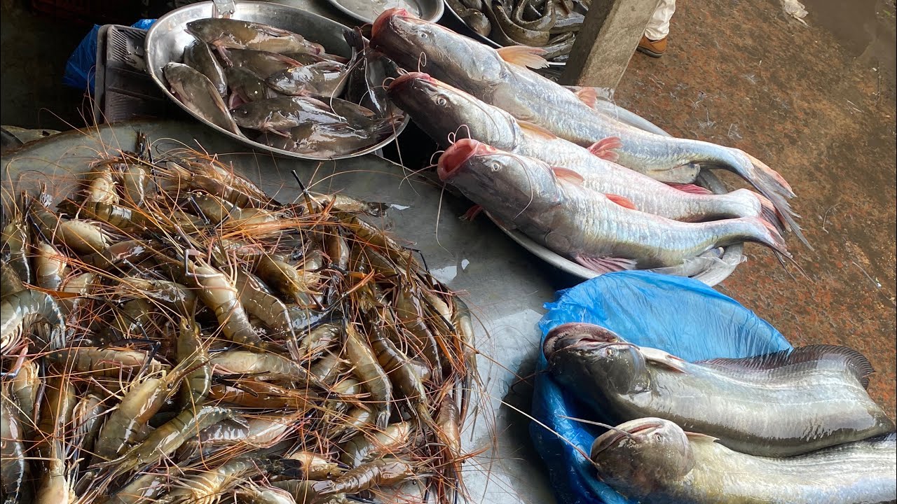 জীবিত বোয়াল মেঘনা ঘাট পাইকারী বাজার