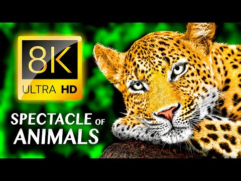 GÜZEL HAYVANLAR: Hayvanların Çarpıcı Gösterisi 8K VİDEO ULTRA HD #8K