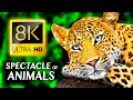 BEAUTIFUL ANIMALS: The Stunning Spectacle of Animals 8K VIDEO ULTRA HD #8K