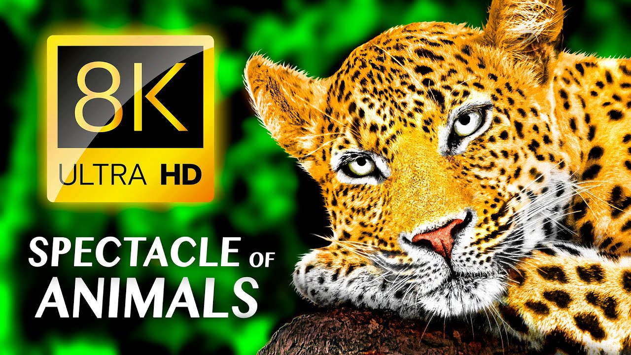 ⁣BEAUTIFUL ANIMALS: The Stunning Spectacle of Animals 8K VIDEO ULTRA HD #8K