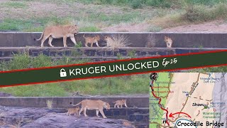 VURHAMI Lioness Guides Cubs Safely Across Dam Wall!