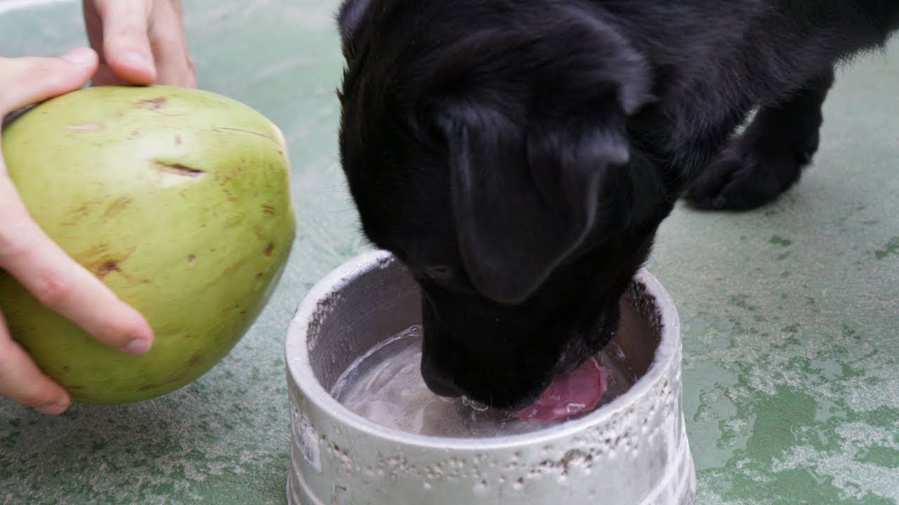 Resultado de imagem para cachorro tomando agua de coco