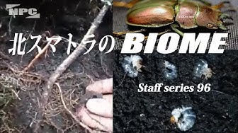 スマトラ Youtube スマトラ Youtube