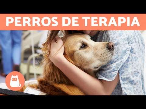 Video: Razas de terapia de mascotas