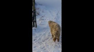 Getterna Upplever Snö För Första Gången.