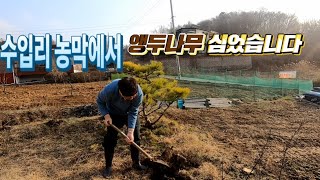 3월 마지막 주말에 수입리 농막에서 앵두나무를 심었습니다 / 농막 / 컨테이너 하우스 / 모듈러 주택/이동식 주택/ 주말 농장 by PARKnPARK 팍앤팍 326 views 4 weeks ago 7 minutes, 50 seconds