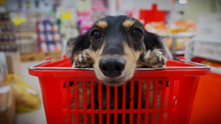 Rising costs, backed up vet appointments causing o...