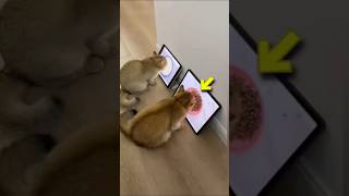 His Cats Failed the IQ Test 😂