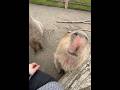 カピバラに囲まれたいひと向け#capybara #動物園 #cute