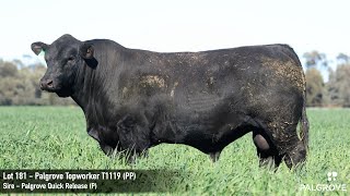 Lot 181 Palgrove Topworker T1119 Pp
