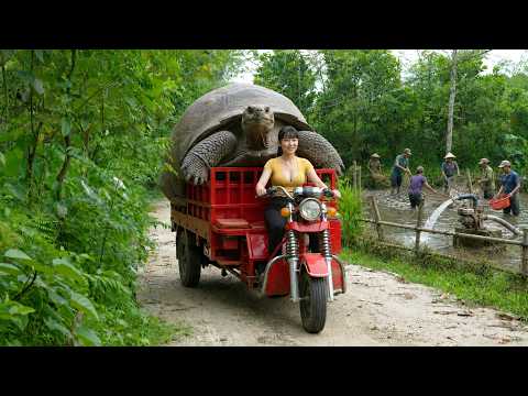 [ TIMELAPSE ] She Drove a Giant Turtle Through the Fish Farm and Everyone Was Amazed