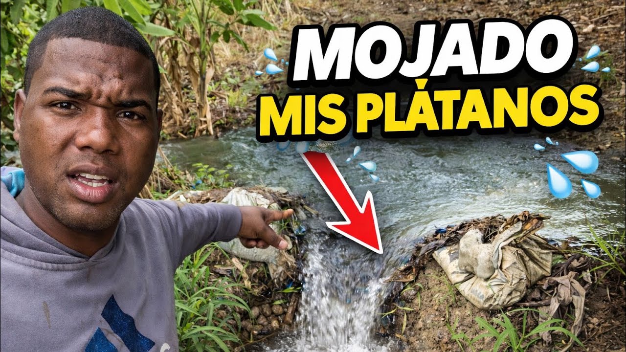 Una tarde en mi parcela mojando los plátanos 