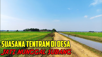 Suasana Keindahan Alam Desa Dengan Hamparan Sawah Yang Luas Membentang