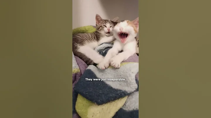 Kitten Finds Her Soul Sister in Quarantine | The Dodo